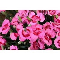 Jobb Homes & Gardens 2.5qt Pink Dianthus Odessa