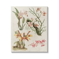 Stupell Vintage Tanulmányok Változatos Flóra Botanikai & Virágos Festmény Galéria Csomagolva Vászon Nyomtatás Fal Művészet
