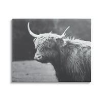 Stupell Ország Szarvasmarha Highland Haszonállat Állatok & Rovarok Fotógaléria Csomagolva Vászon Nyomtatás Fal Művészet