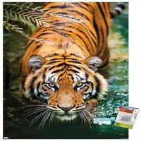 Tigris-víz fali poszter Nyomócsapokkal, 22.375 34