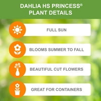 Garden State izzó dahlia hs Princess®, élő virág gumók