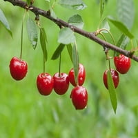Szakértő kertész 3,25 g Montmorency Cherry Tree élő növények teljes napvörös