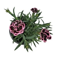 Jobb otthonok és kertek élő kültéri Dianthus Sunflor Finesse Purple, 6 - 8 magas, QT Pot